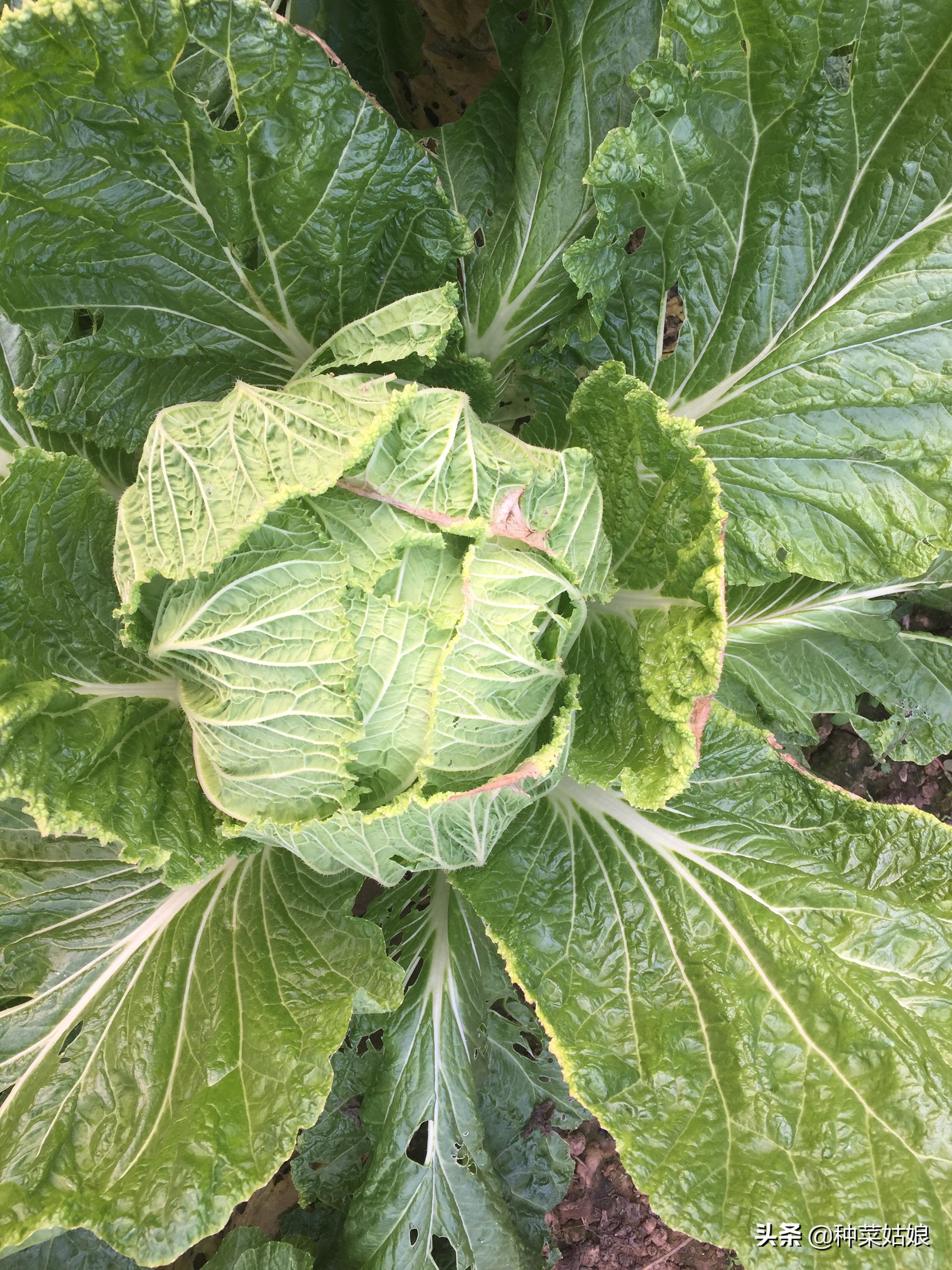 白菜干烧心的最好防治方法,白菜烧心是怎么回事还能吃吗