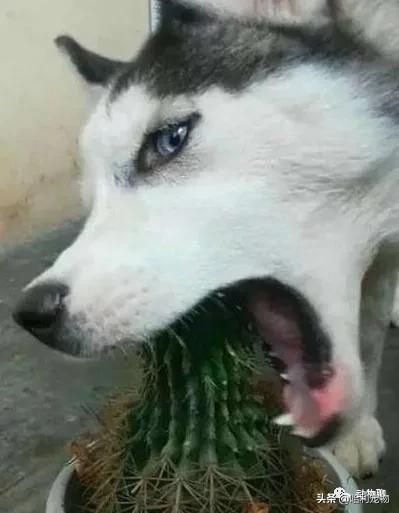 哈士奇太调皮被主人放狗咬,当哈士奇粘到了黏鼠板