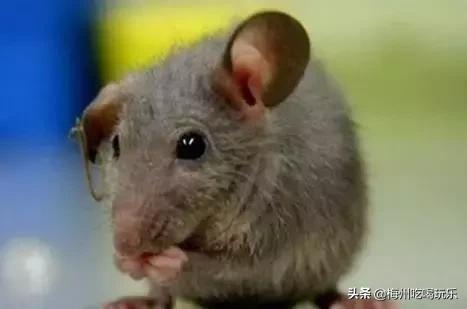 听说梅州人口味这么重，我上去就是一巴掌