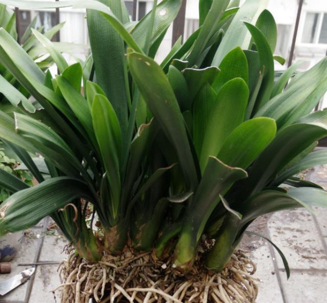 君子兰换盆以后都有哪些服盆方法,君子兰换盆注意事项及操作方法