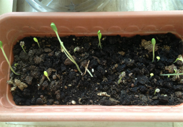 西瓜籽直接种土里会发芽吗,西瓜籽直接种土里面会生吗