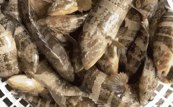 鳌鱼清蒸,鳌鱼清蒸做法窍门