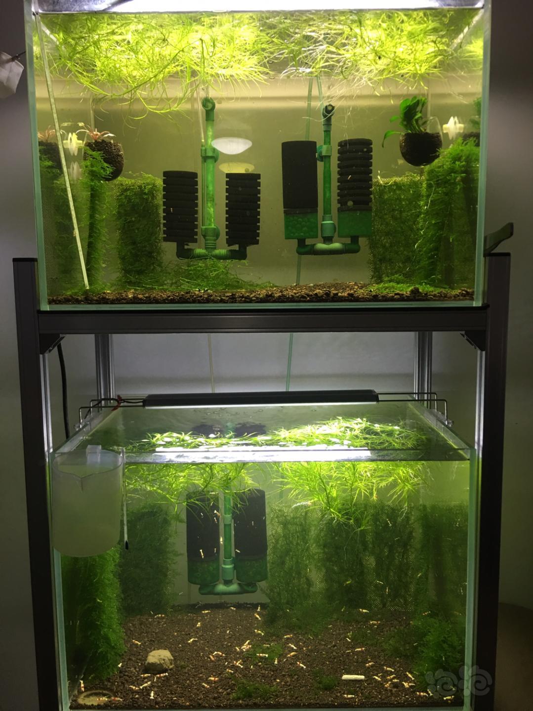 分享养鱼经验,分享水产创业经验