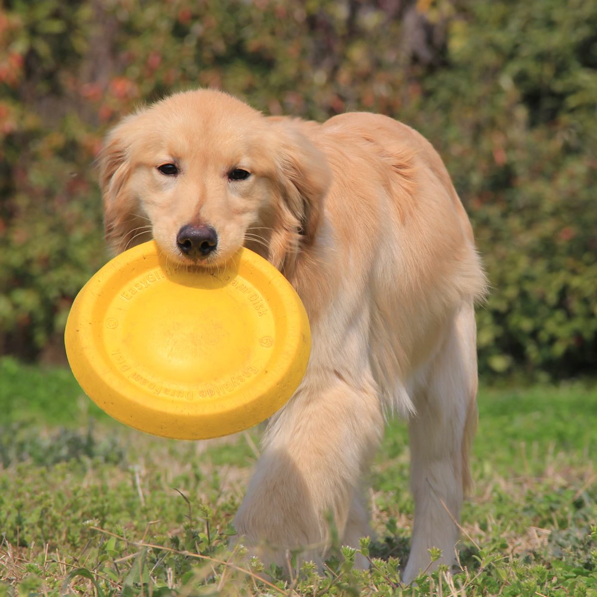 新手养狗的2大注意事项,新手养狗技巧和注意事项