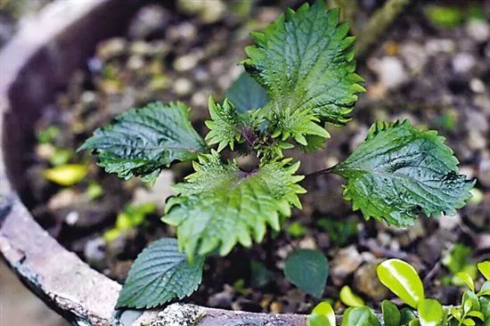 阳台种紫苏叶子什么时候变紫,紫苏怎么种才能出得快