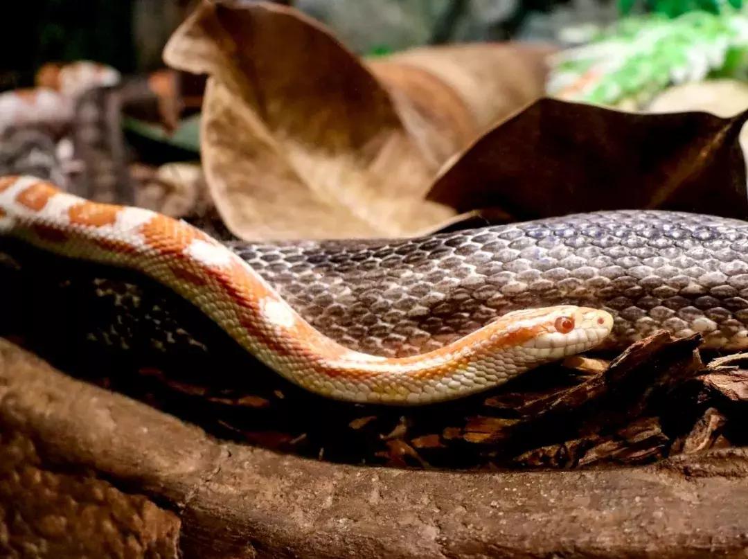 你属什么就注定了你的命,你属什么决定你是什么命