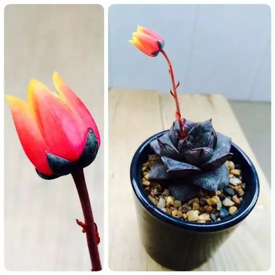 多肉花剑是个宝,多肉花剑可以干什么