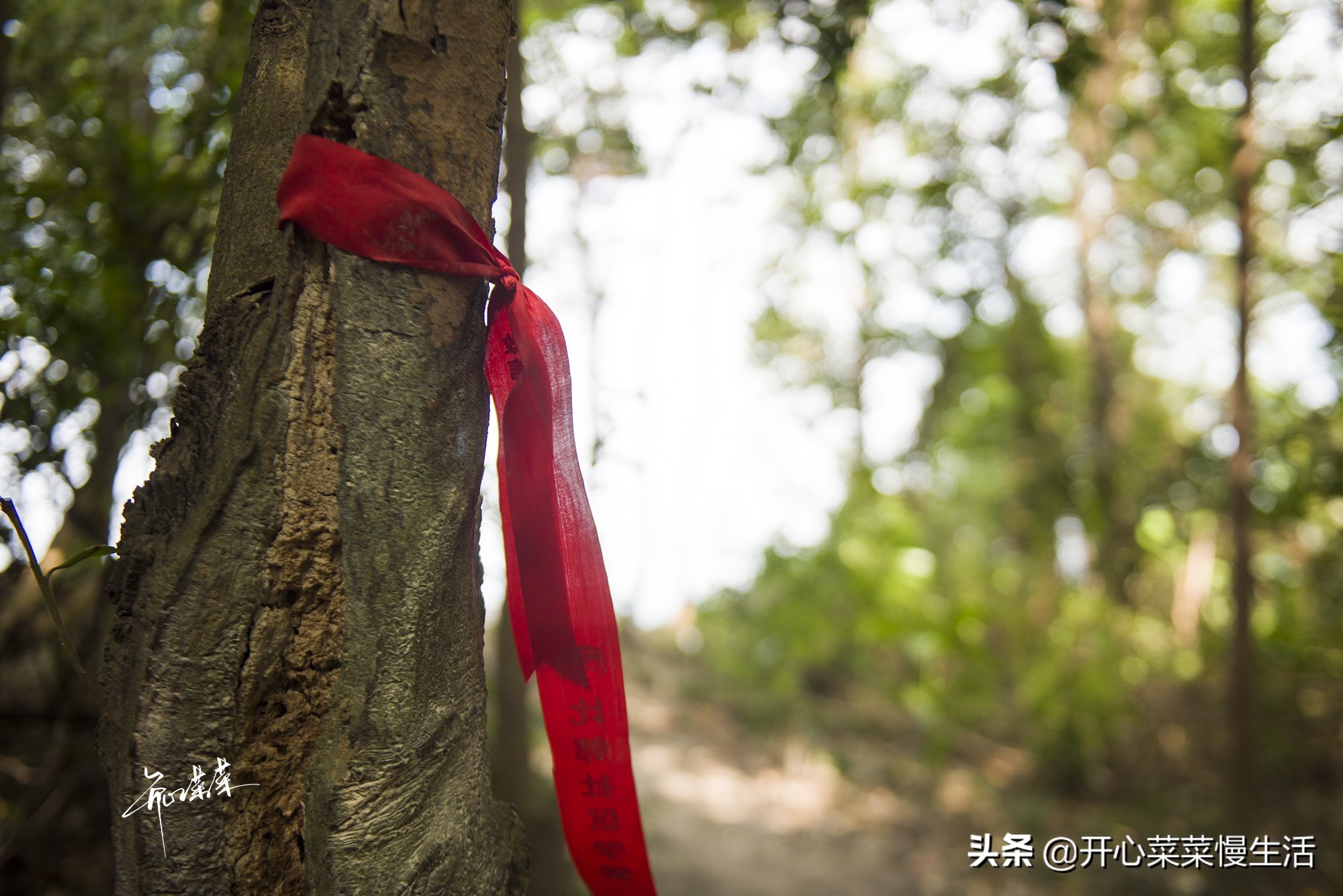 广州天坑在哪里,广州增城天坑