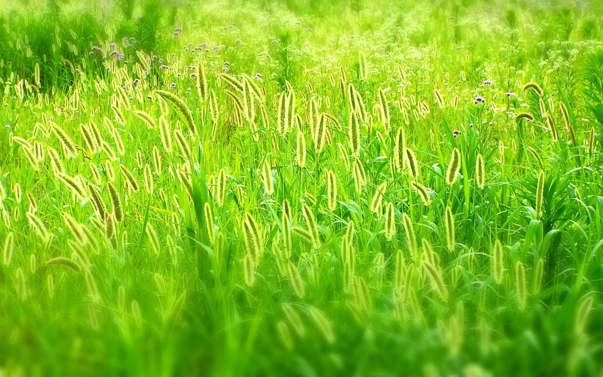 寸心微意岁月浅安的意思,寸心微意岁月浅安图片