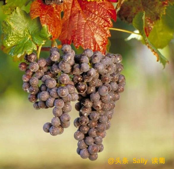 红酒在酒庄经历了什么?争议如此大?朱广权式幽默告诉你