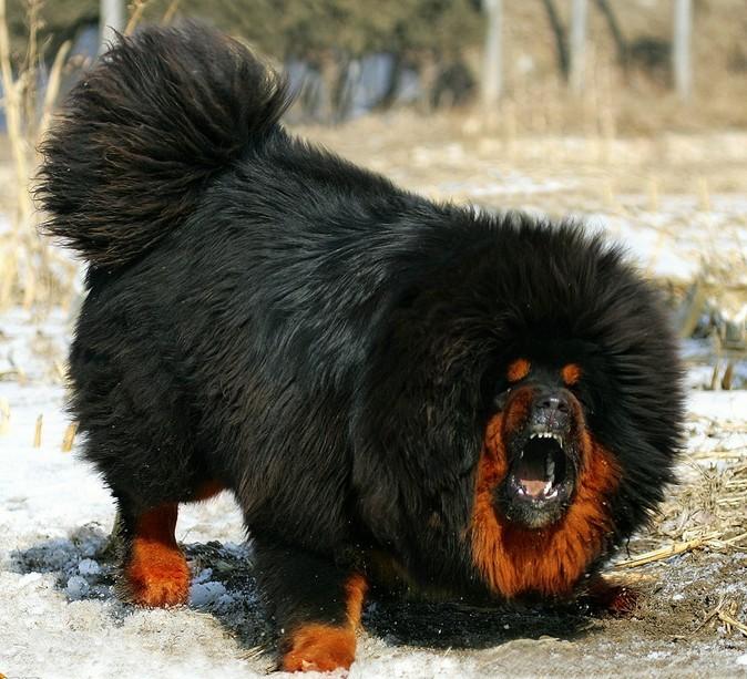 藏獒为什么不能养,王者荣耀藏獒怎么获得