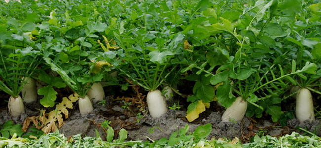 种萝卜株距技巧,种萝卜发芽后怎么管理