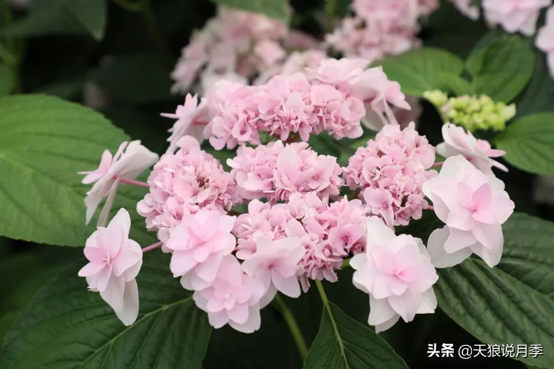 绣球季家里不缺花，全场8折迎初夏