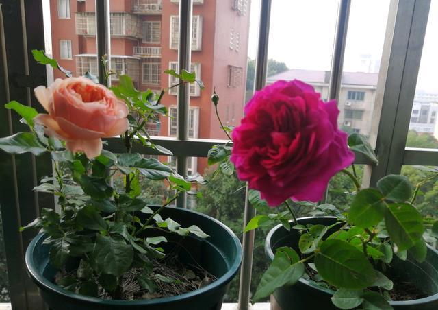 适合阳台种的浓香藤本月季,阳台藤本月季哪个品种好