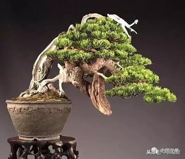 盆景不具有收藏价值,盆景不能有功利心