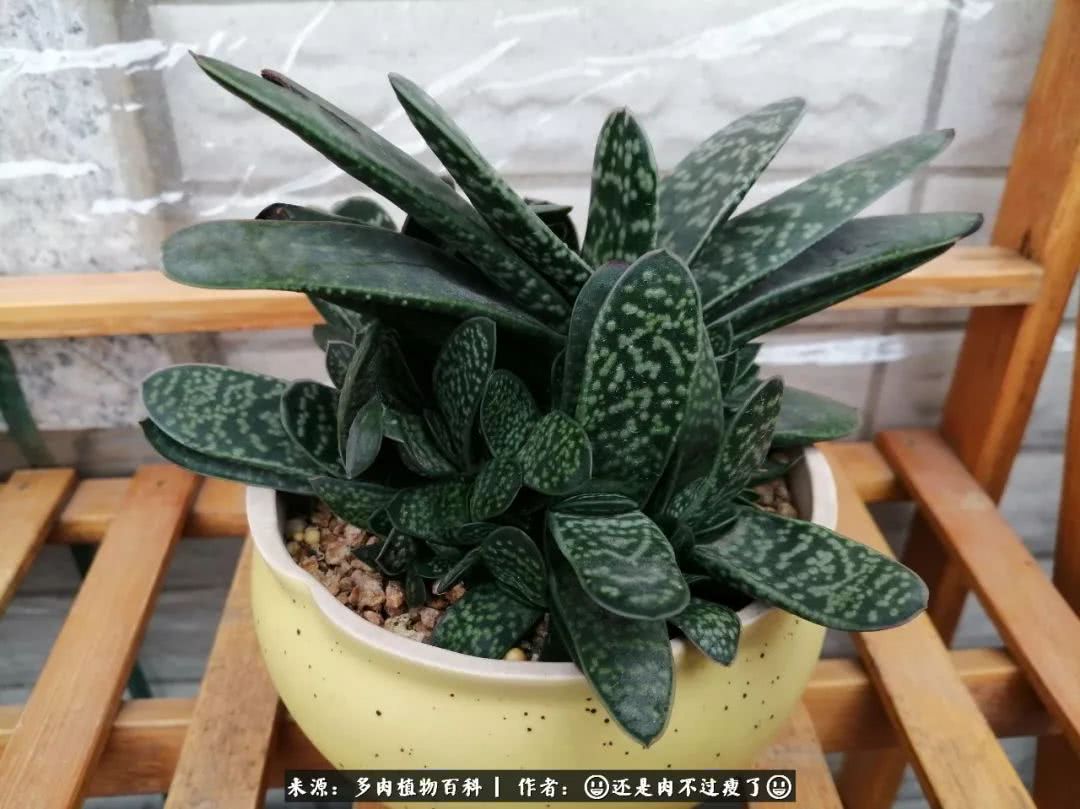 日照弘一法师,日照法师请师父