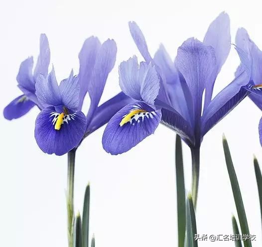 花艺十六种手法,流行花艺简单教学