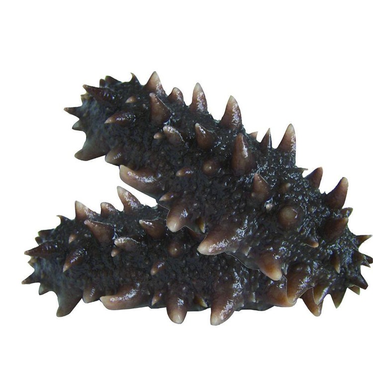 渤海湾野生海鲜图片,渤海湾海鲜为什么好