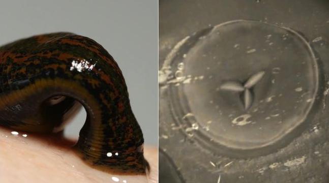 如果水蛭不小心吃掉了怎么办,误食活水蛭有什么危害