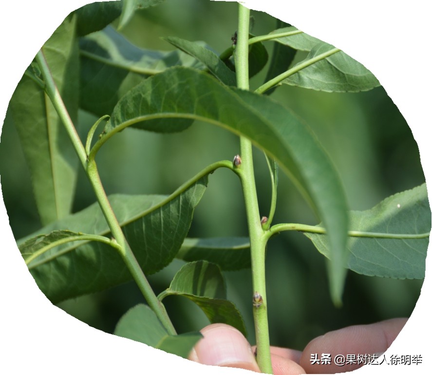 要想种好桃，了解桃的生物学特性是关键，有哪些特性呢