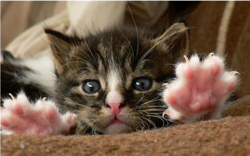 猫咪爪子被烫了怎么办,猫咪爪子被割伤怎么处理