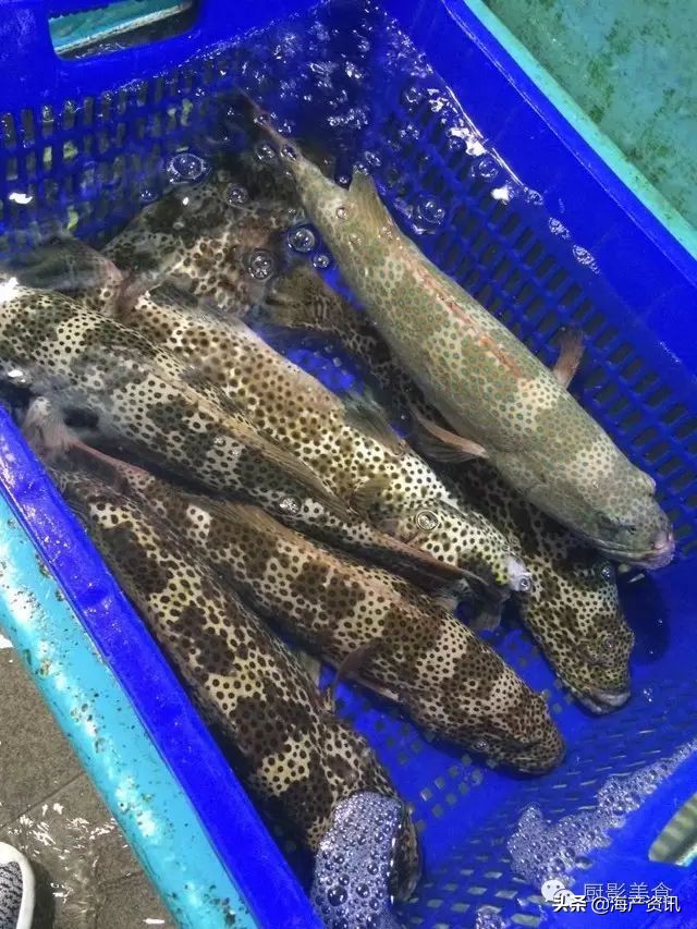 这些诱人的美食你吃过吗,世界上顶级海鲜大全你吃过几种