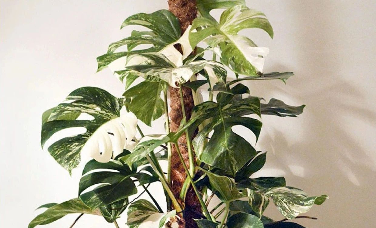 水培龟背竹黄叶后怎么处理干净,龟背竹黄叶怎么补救最佳方法