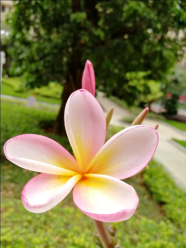 小区的广玉兰花开了,鸡蛋花树开花图片