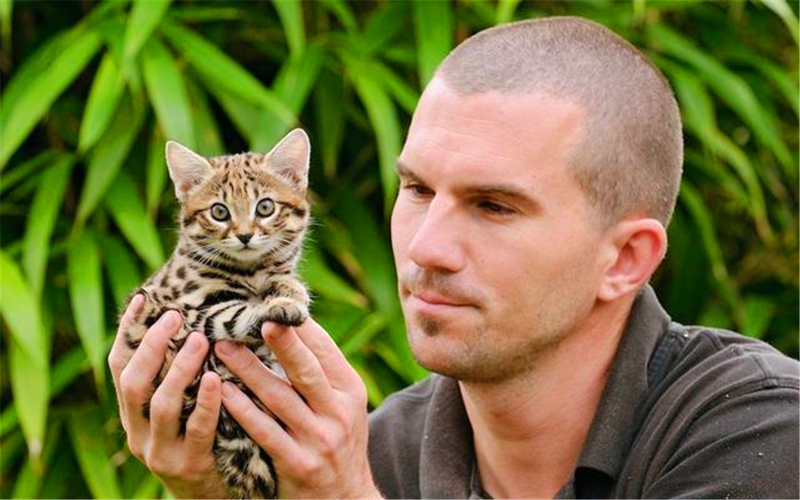 非洲最小的猫，猫科捕猎效率最高的“杀戮机器”，被全世界禁养