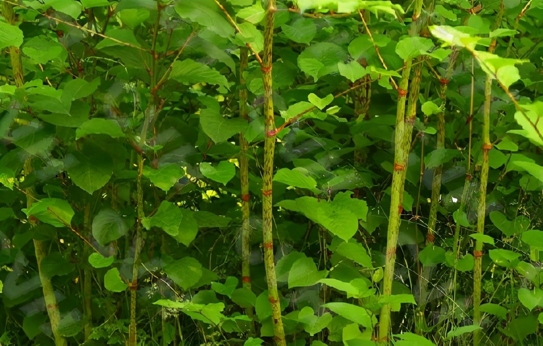 与竹笋相似的野菜,原生态野菜竹笋