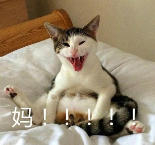 猫耳螨都把耳朵抓出血了怎么办,猫耳朵耳螨结块