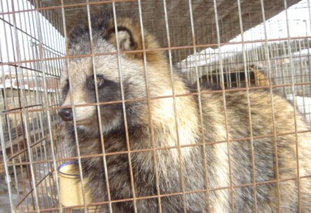 貉子产仔注意什么,貉子幼崽死因大揭秘