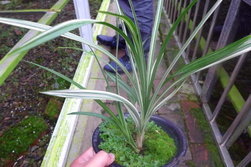 艺兰价格多少一盆,艺草艺兰