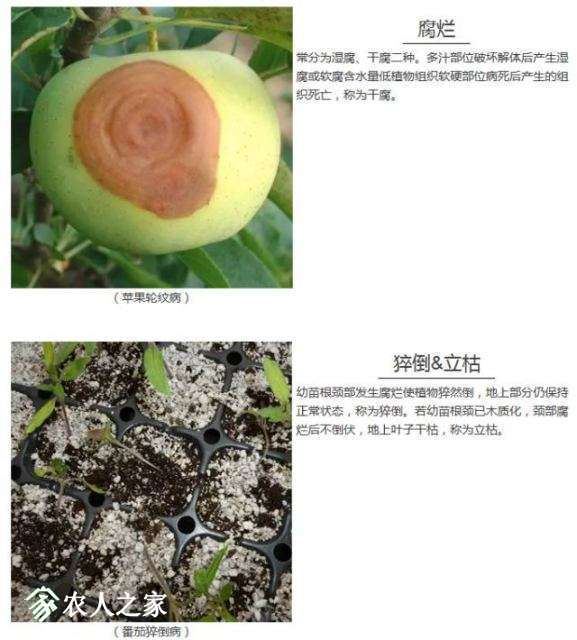 每日一课100个常识,真菌感染必备知识