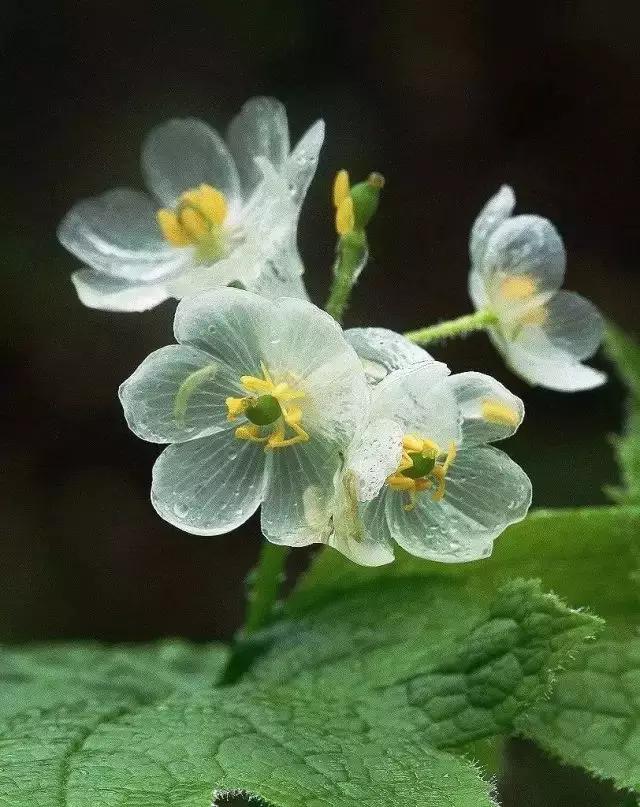 竹子是生命力顽强的植物吗,竹子是不畏惧寒冷的植物吗