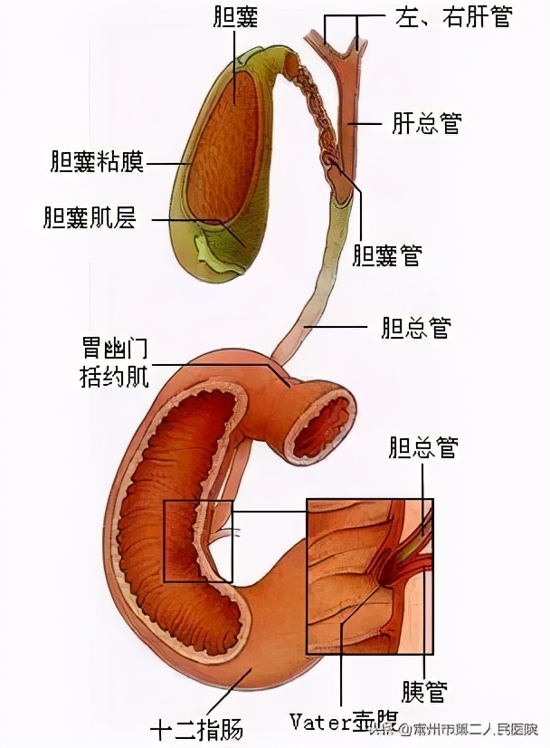 眼睛出现黄疸是什么病,浑身黄眼睛黄另外胆肿大是什么病