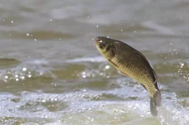 云南特产山货血三七,云南独有的44种野菜