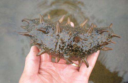 海参长了纤毛虫怎么办,纤毛虫对海参养殖的危害