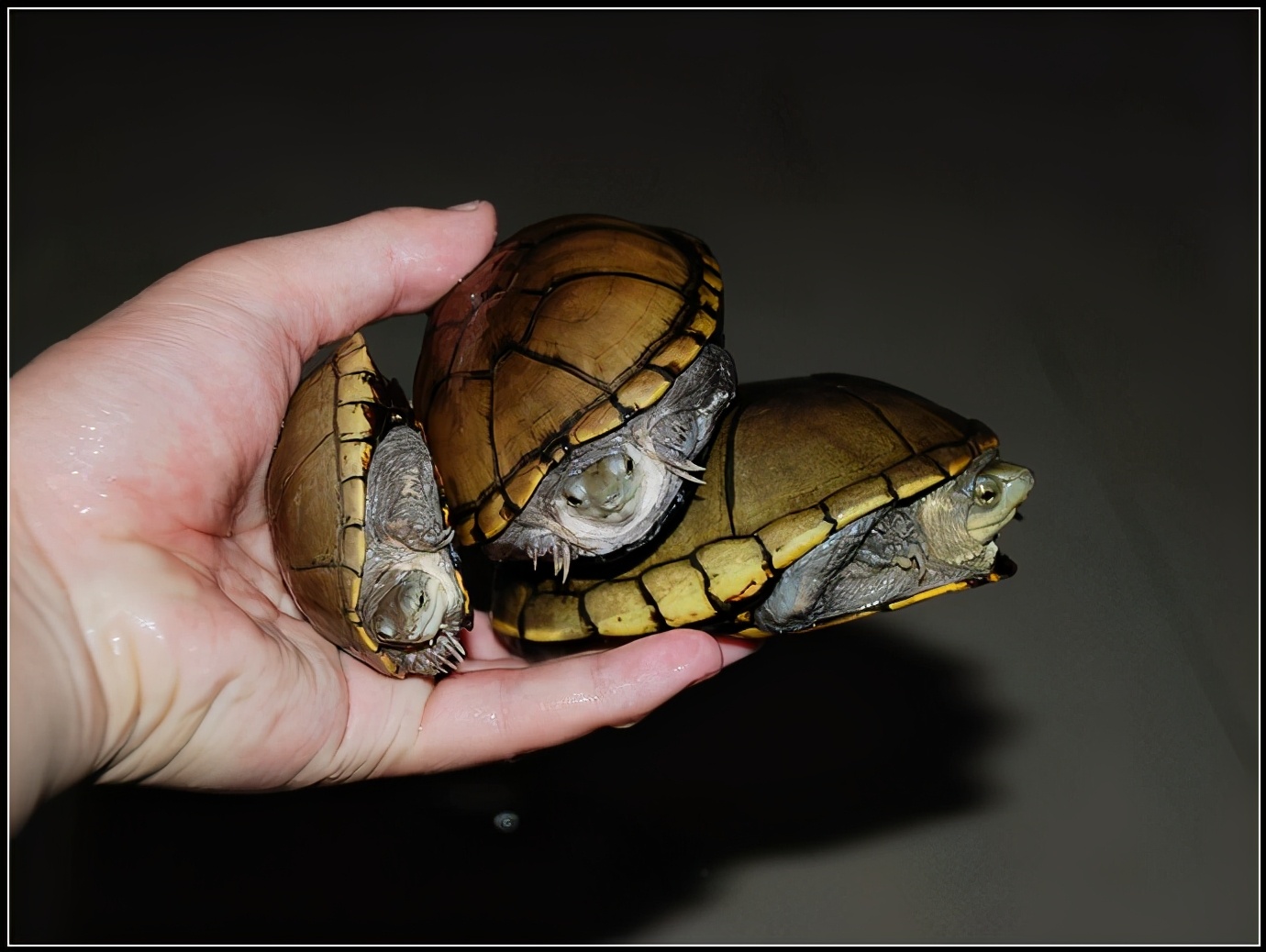 黄泽蛋龟照片,黄泽蛋龟母龟