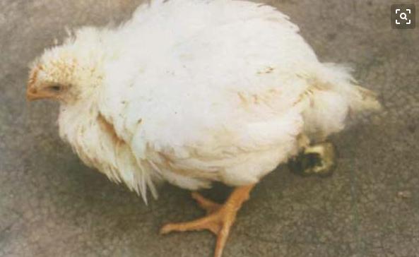 鸡拉白屎是什么原因用什么药,鸡眼睛流泪拉白屎喂什么药