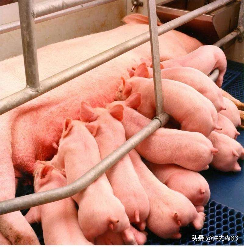 母猪产后是什么病,如何防止母猪产后应激