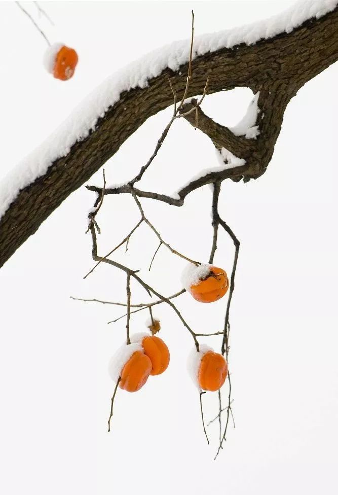 什么水果治肺燥咳嗽,新疆特有的对咳嗽有帮助的水果