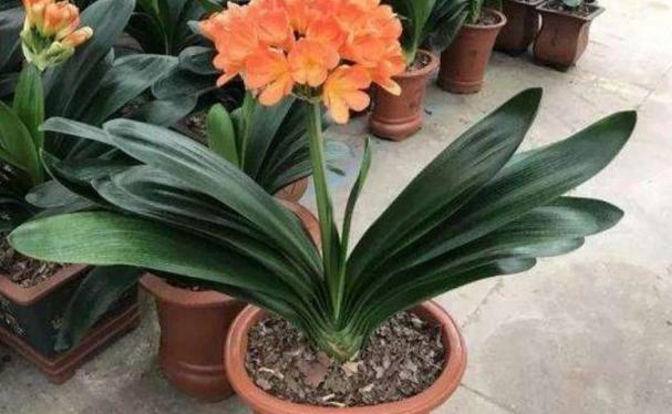 干松针可以垫盆底养花吗,养花干松针好还是鲜松针好