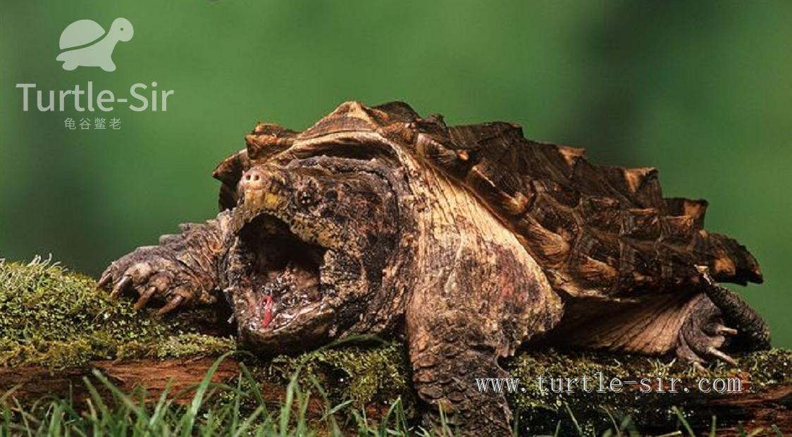 大龟买来该如何养,大龟买回来怎么养