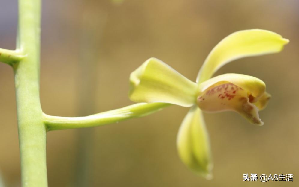 每日一品,蕙兰潘绿梅和庆华区别