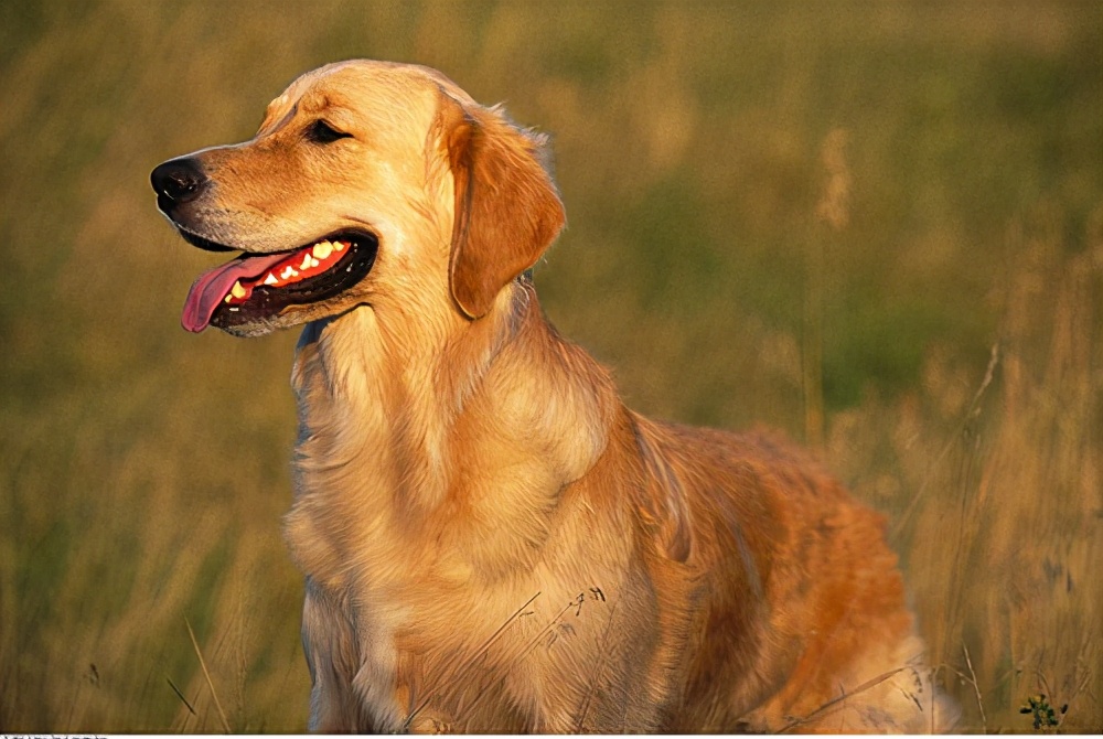 狗狗掉毛皮肤溃烂怎么办,狗狗掉毛皮肤白