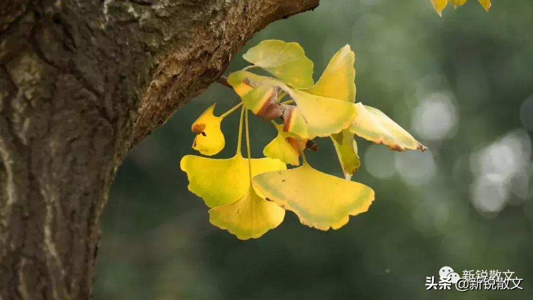 老宅被拆重建,拆百年老屋的心酸和感慨