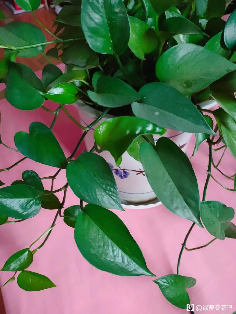 养了很多花只有绿萝最好养,绿萝养死还能养什么花
