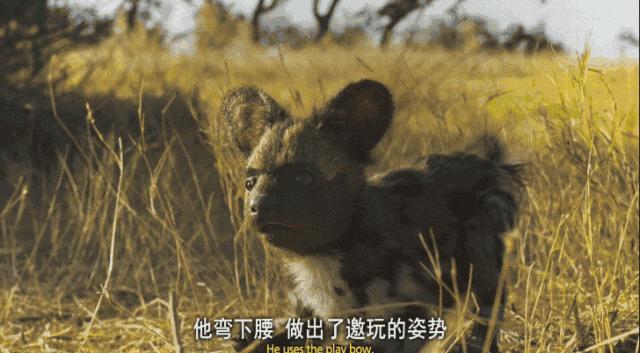 BBC最棒8部纪录片，强烈推荐孩子暑假看