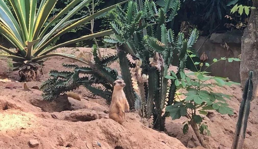 暑假带娃去广州长隆野生动物世界,研学亲子游广州长隆野生动物园